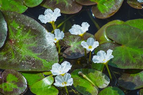 水蓮禁忌|龍骨瓣莕菜